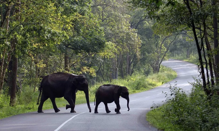 Wayanad Tour